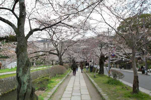 Вишня Цвітіння Філософ Контуром Кіото Японія — стокове фото