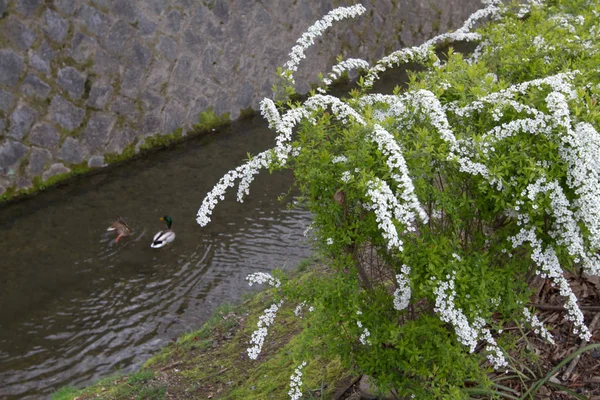 Blüht Auf Dem Philosophischen Pfad Kyoto Japan — Stockfoto