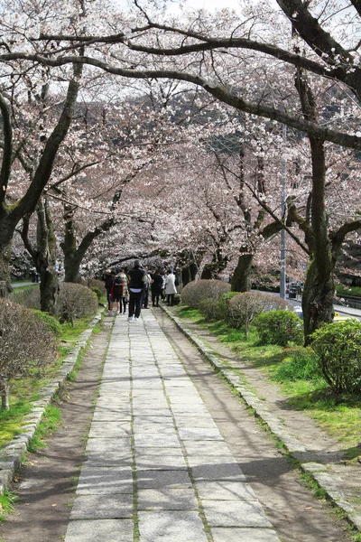 Cseresznye Virágok Kyoto Japán Filozófus Úton — Stock Fotó