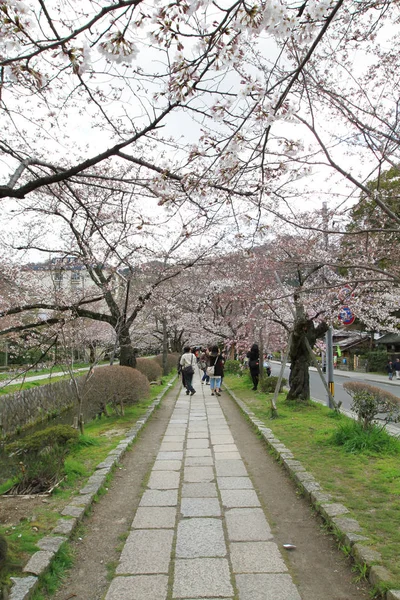 京都の哲学者パス上の桜の花 — ストック写真