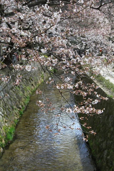 Blüht Auf Dem Philosophischen Pfad Kyoto Japan — Stockfoto