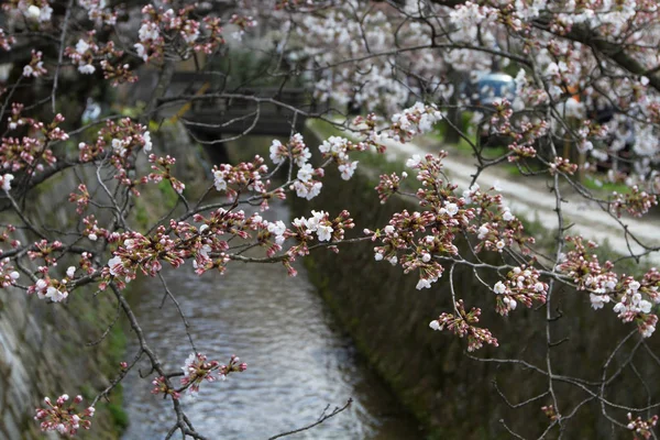 Цвітіння Філософ Контуром Кіото Японія — стокове фото