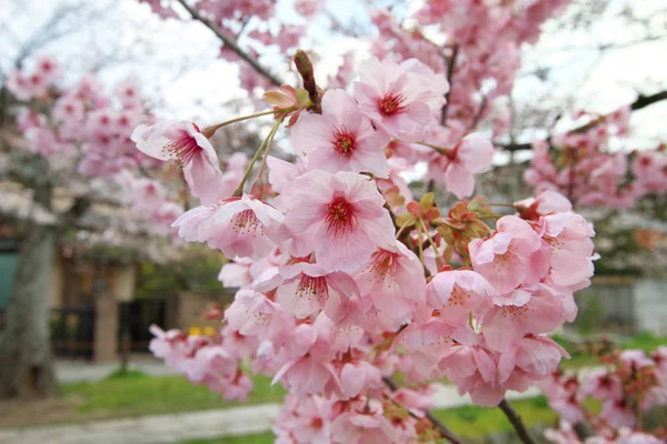 哲学者パス京都にピンクの桜の花 — ストック写真