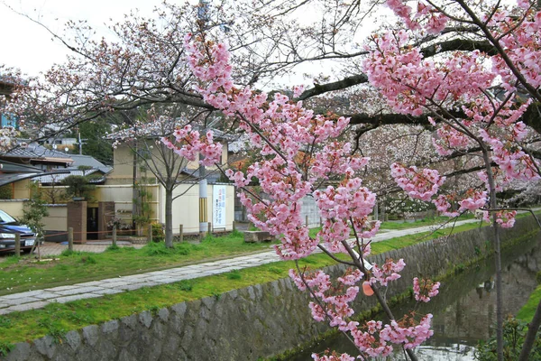 Fiori Ciliegio Rosa Sul Sentiero Dei Filosofi Kyoto — Foto Stock