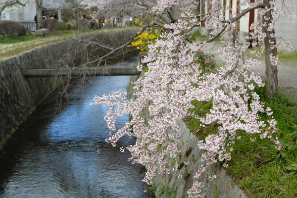 Wiśniowe Kwiaty Filozof Ścieżka Kioto — Zdjęcie stockowe