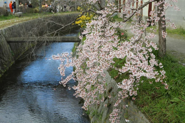 哲学者パス京都の桜 — ストック写真