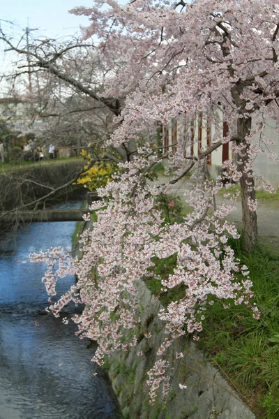 京都哲学家路径上的樱花 — 图库照片