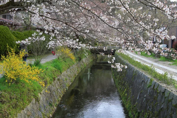 the cherry blossoms on Philosopher Path Kyoto