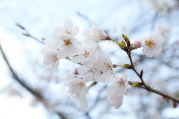 京都哲学家路径上的樱花 — 图库照片