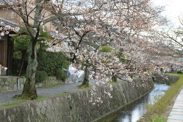 京都哲学家之路樱花盛开 — 图库照片