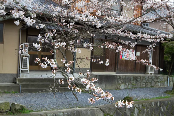 Eine Kirsche Blüht Auf Dem Philosophen Pfad Kyoto — Stockfoto