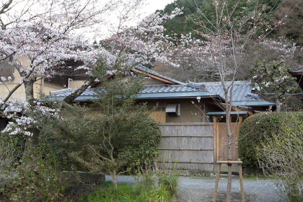 Wiśniowe Kwiaty Filozof Ścieżka Kioto — Zdjęcie stockowe