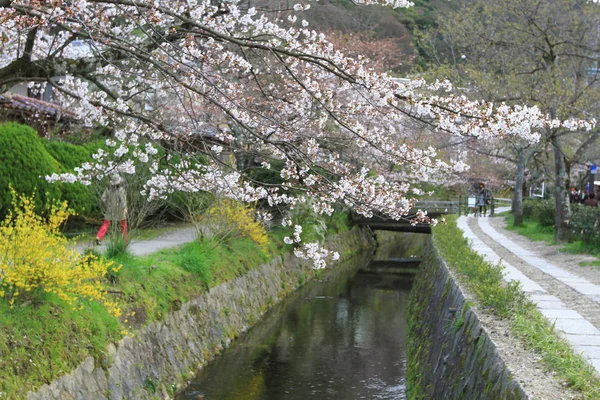 Вишня Розквітає Філософ Шлях Кіото — стокове фото