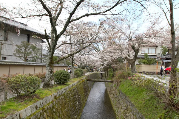 哲学者パス京都の桜 — ストック写真