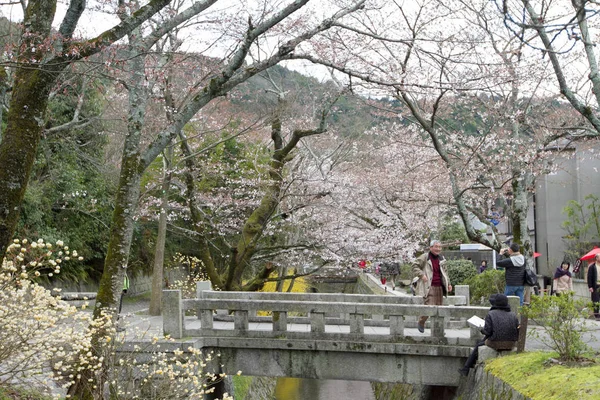 kiraz çiçekleri filozof yolu Kyoto üzerinde