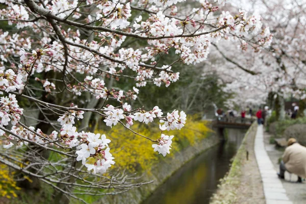a cherry blossoms on Philosopher Path Kyoto