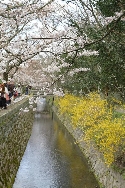 Uma Cereja Floresce Caminho Filósofo Kyoto — Fotografia de Stock