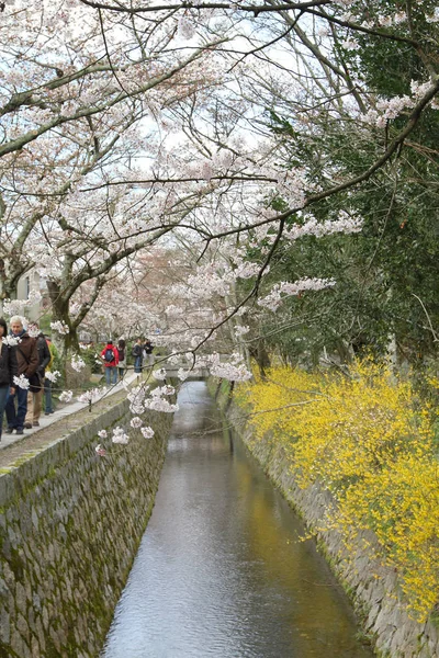 京都哲学家之路樱花盛开 — 图库照片