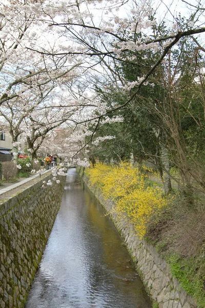 Een Kersenbloesem Filosoof Pad Kyoto — Stockfoto