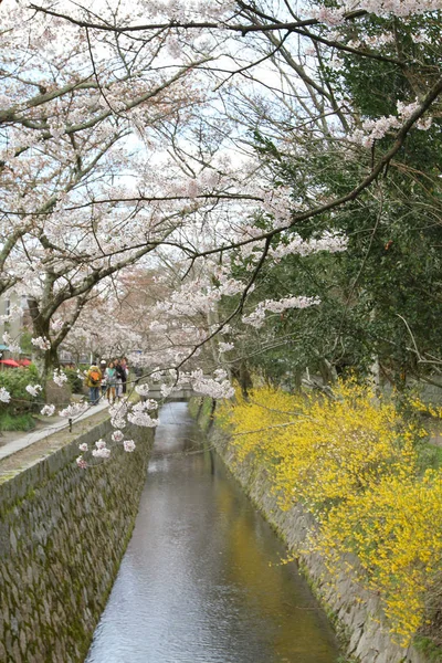 Вишня Розквітає Філософ Шлях Кіото — стокове фото