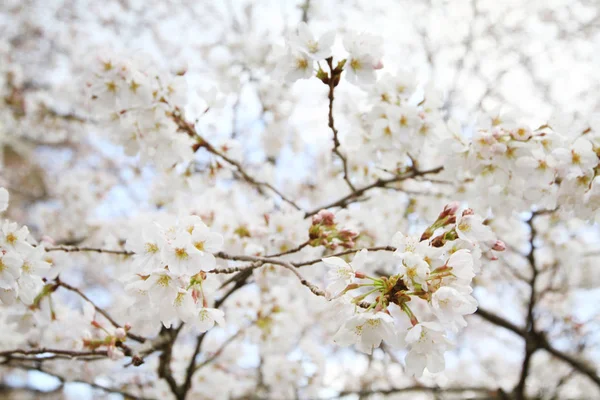 Ciliegio Sboccia Sul Sentiero Filosofico Kyoto — Foto Stock