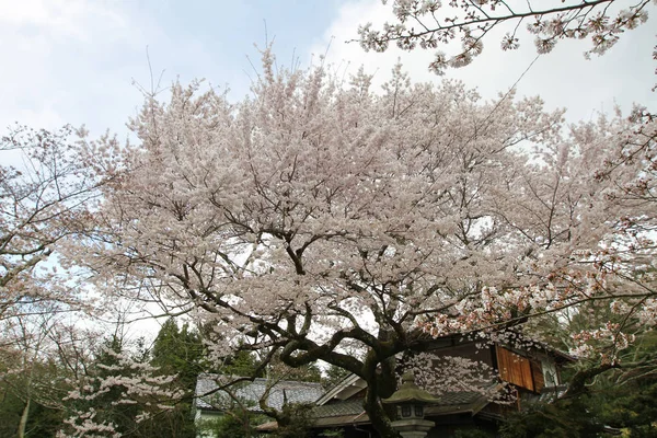 Fleurs Cerisier Fleurs Sur Branche — Photo