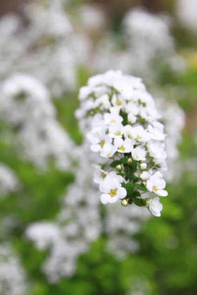 Blomma Säng Våren Vid Kyoto Japan — Stockfoto