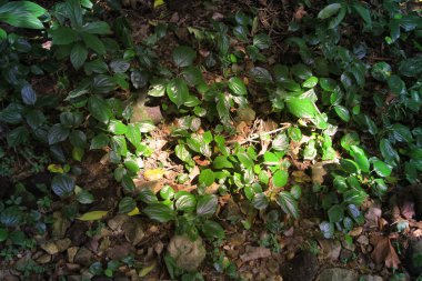 Maclehose iz saniyede 2, Sai Kung