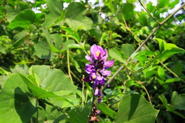Maclehose iz saniyede 2, Sai Kung