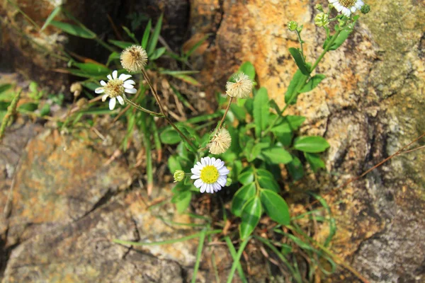 Trilha Maclehose Sec Sai Kung — Fotografia de Stock