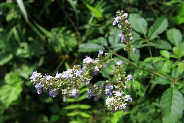 Camino Maclehose Sec Sai Kung — Foto de Stock