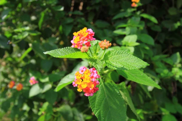 Camino Maclehose Sec Sai Kung — Foto de Stock