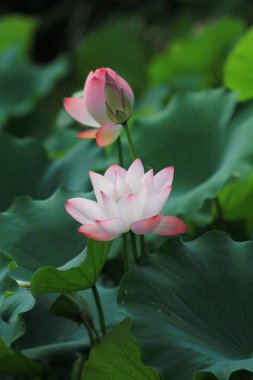 Lotus çiçeği ve Lotus çiçek bitki