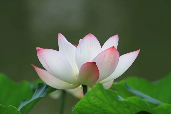 Lotus Flower Lotus Flower Plants — Stock Photo, Image