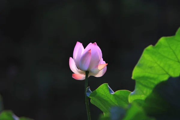 Flor Lótus Rosa Estão Florescendo Luz Sol — Fotografia de Stock