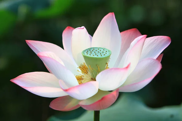 Lotusblomma Och Lotus Blomma Växter — Stockfoto