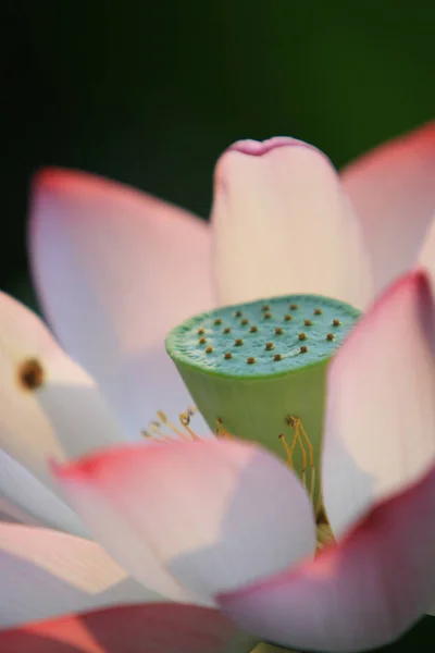 蓮の花と蓮の花植物 — ストック写真
