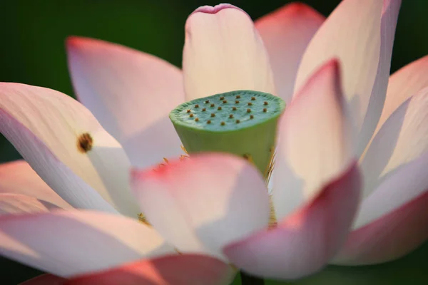 Lotusblomma Och Lotus Blomma Växter — Stockfoto