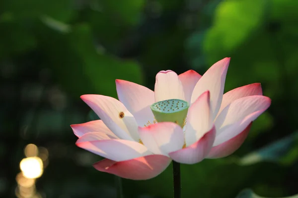 Die Lotusblume Und Lotusblumenpflanzen — Stockfoto