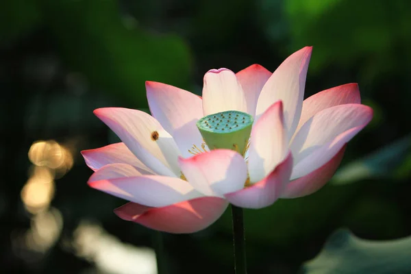 Die Lotusblume Und Lotusblumenpflanzen — Stockfoto