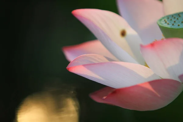 Lotusblomma Och Lotus Blomma Växter — Stockfoto