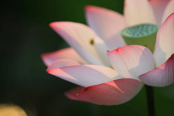 Lotusblomma Och Lotus Blomma Växter — Stockfoto