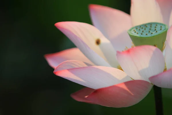 Flor Loto Las Plantas Flor Loto — Foto de Stock