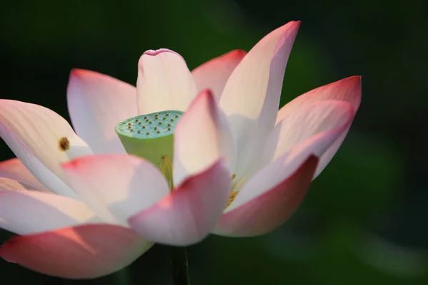 蓮の花と蓮の花植物 — ストック写真