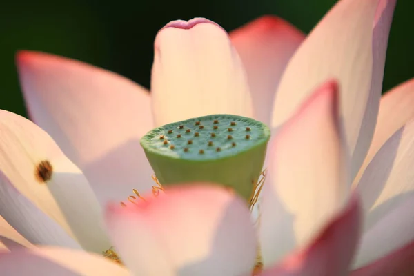 Lotusbloem Lotus Bloem Planten — Stockfoto