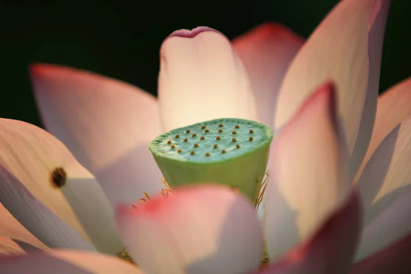 Lotusblomma Och Lotus Blomma Växter — Stockfoto