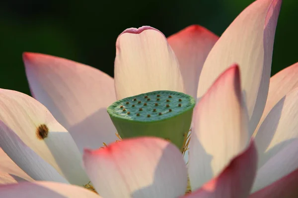 Flor Loto Las Plantas Flor Loto — Foto de Stock