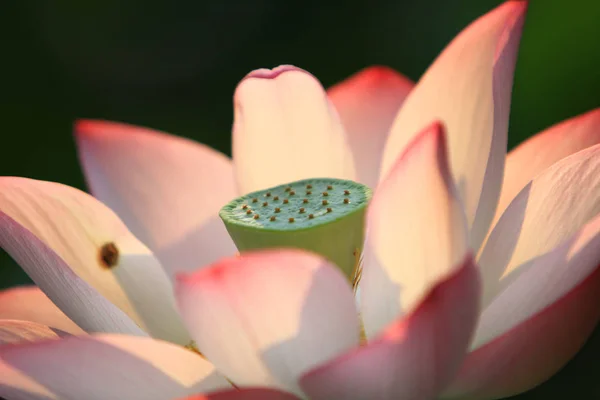 Lotusbloem Lotus Bloem Planten — Stockfoto