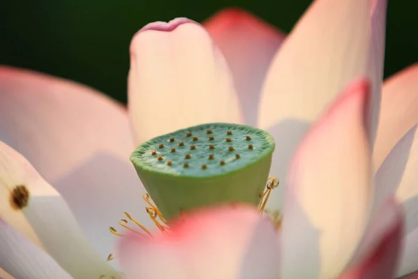 Roze Lotusbloem Zijn Bloei Het Zonlicht — Stockfoto