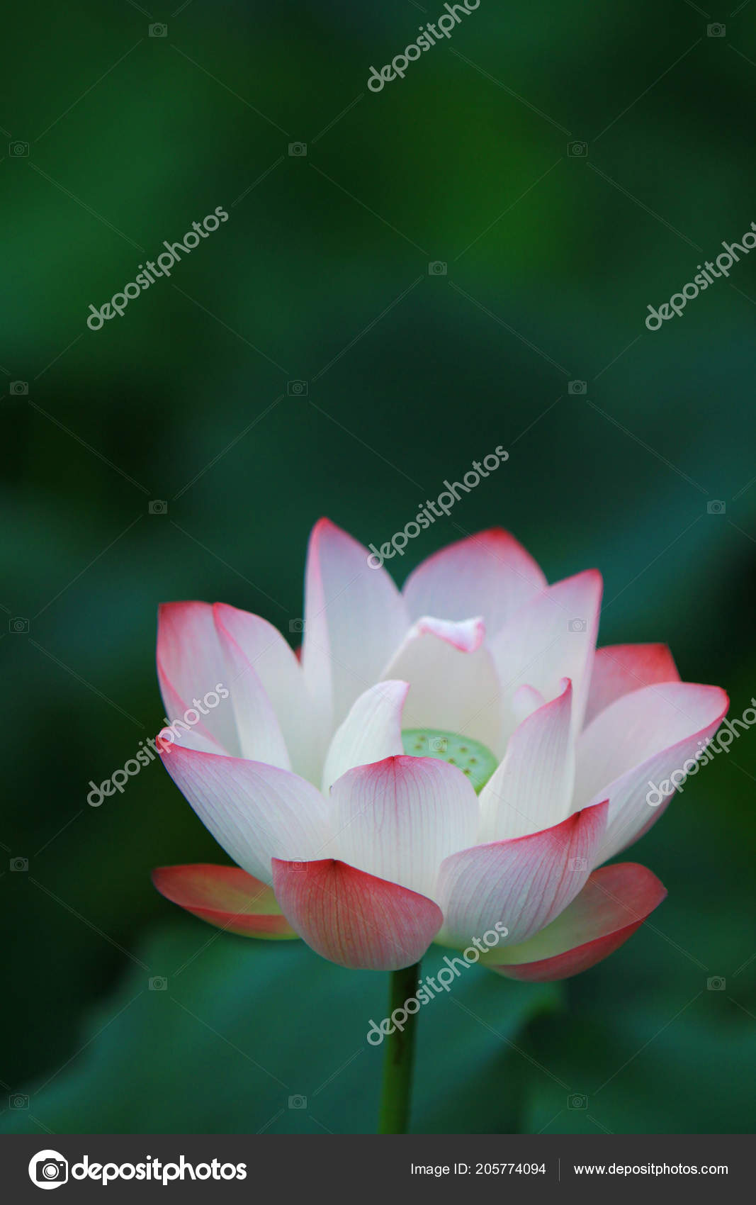 Lotus Flower Lotus Flower Plants Stock Photo By C Sameashk Yahoo Com Hk Lotus Flower Lotus Flower Plants Stock Photo By C Sameashk Yahoo Com Hk